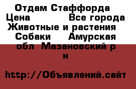 Отдам Стаффорда › Цена ­ 2 000 - Все города Животные и растения » Собаки   . Амурская обл.,Мазановский р-н